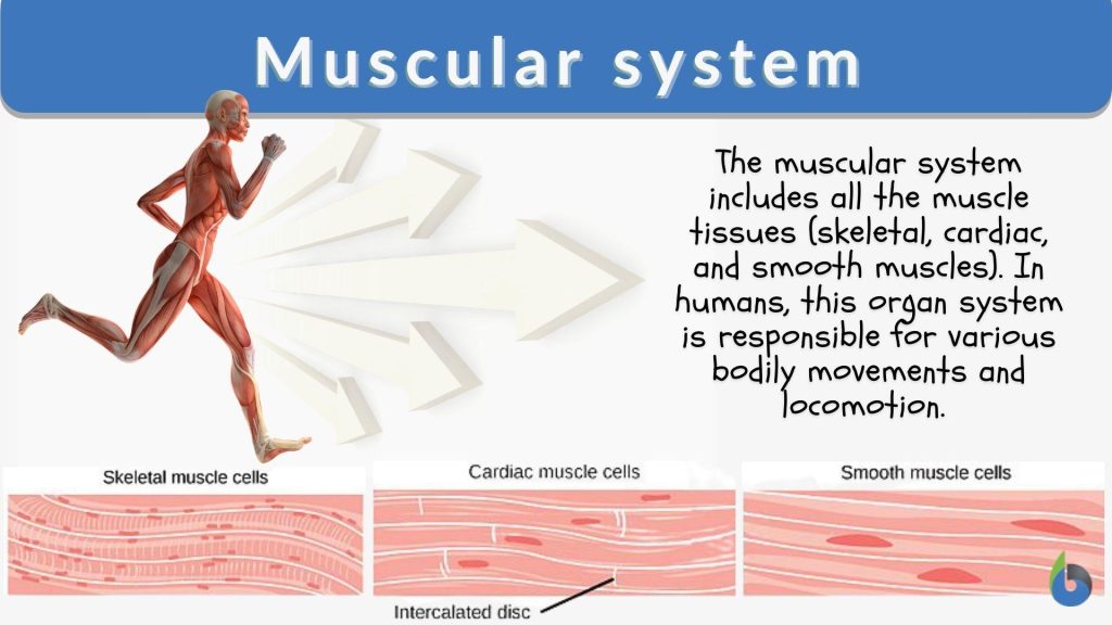Description starting muscle