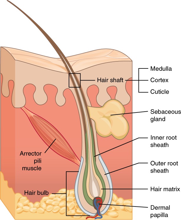Hair root